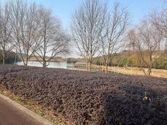 -杏花村文化旅游区