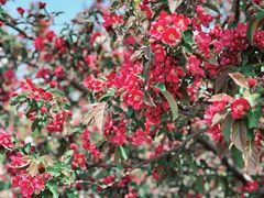 -海棠花溪(元大都城垣遗址公园)