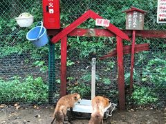 -宫城藏王狐狸村