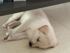 -宠颐生宠物医院·骨外科·犬猫全科诊疗中心(池州店)