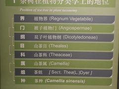 -中国茶叶博物馆(双峰馆区)