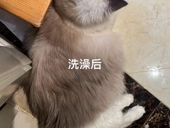 -美联众合爱康动物医院•复杂内科•肿瘤科•牙科•腔镜诊疗中心