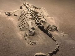 -世界恐龙谷景区