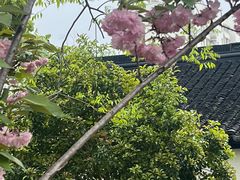 -嘉定紫藤园