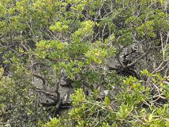 -北海金海湾红树林生态旅游区