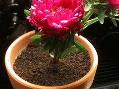 花盆蛋糕-托斯卡纳烘焙意大利餐厅(五天地店)