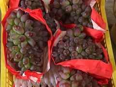 -马陆小张葡萄园农家乐