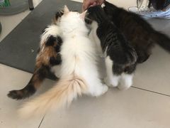 -平行世界·猫咖(首经贸店)