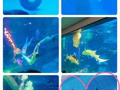 -成都浩海立方海洋公园