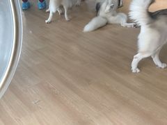 -Husky Go! 哈士奇体验馆·宠物咖啡厅狗咖