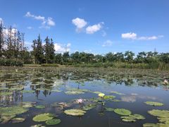 -上海长兴岛郊野公园