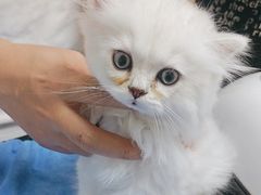 -格蕾宠物医院24H·猫科·肿瘤科·骨科中心(福州总院)