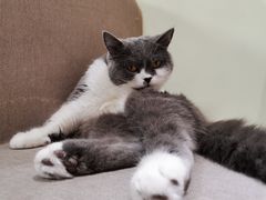 -猫和宫(六道口店)