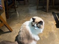 -咖法森林·咖啡  酒吧(天河店)