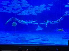 -烟台海昌鲸鲨海洋公园