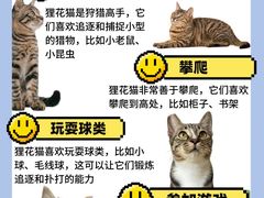 -lincat·猫舍(广州店)