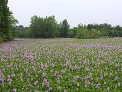 -白鹭湾湿地公园
