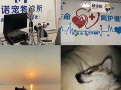 -守诺宠物医院·眼科· 特色牙科·异宠专科(虹口店)