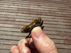 -上海吴淞炮台湾国家湿地公园