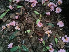 -杭州黄龙洞