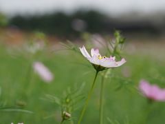 -秀丽东方