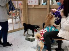 -逗柴咖啡屋·狗咖猫咖宠物桌游