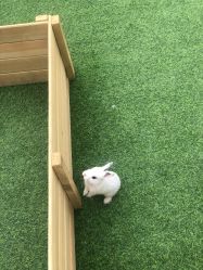 -萌宠亲子动物乐园(槐房万达店)