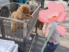 -蒲河大集