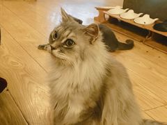 -萌喵咖啡屋(人民东路4号口M16商铺店)