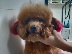 -安安宠物医院(情缘分院)