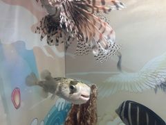 -烟台海昌鲸鲨海洋公园