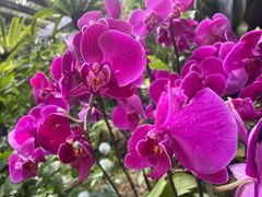 -深圳仙湖植物园
