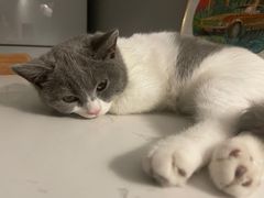 -爱诺耐芙动物医院(万博店)