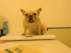 -爱诺耐芙动物医院(万博店)