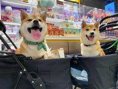 -萌宠之家·腊肠犬·马尔泰·小体犬舍