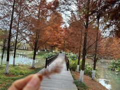-九科绿洲