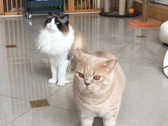 -Catmate·猫肥家润(金润铂宫店)