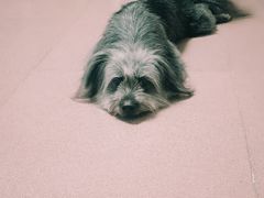-御宝贝24h宠物医院·转诊中心·CT核磁血透中心(厦门总院)
