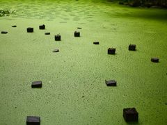 -天目山大树王景区