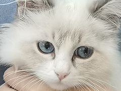 -喵喵咪呀布偶猫咖(春熙路店)