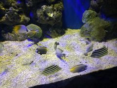 -洛阳龙门海洋馆