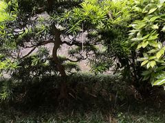 -成都杜甫草堂博物馆