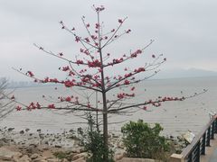 -深圳湾公园(南山区)