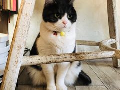 -海边的猫和咖啡馆