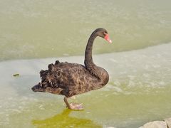 -盐城丹顶鹤湿地生态旅游区