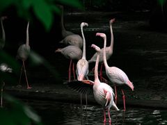 -九龙公园