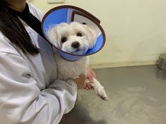 -米苏动物医院·犬猫专科·骨科外科内窥镜