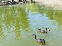 -石家庄市动物园