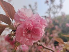 -高东镇樱花园