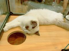 -袖虎·猫馆(体育西路店)